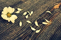英國留學(xué)申請成功率最高的八所大學(xué)